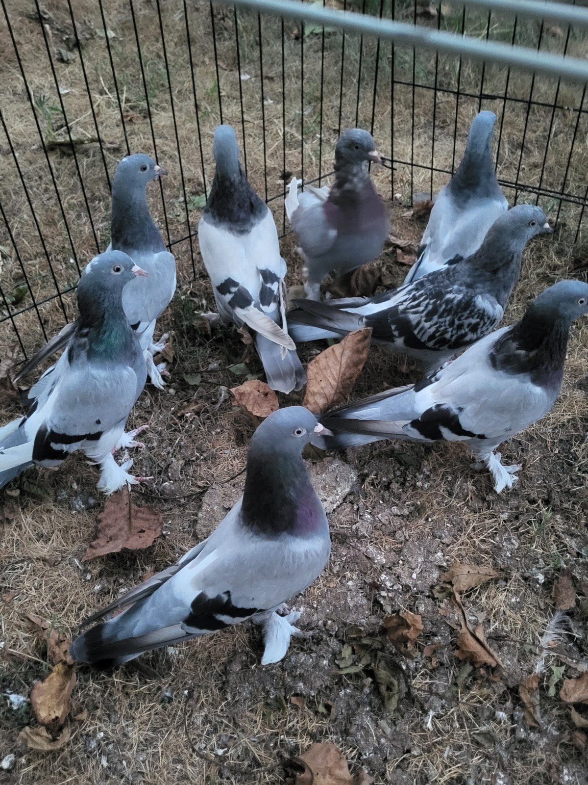 Turkse takla, salto duiven, Dieren en Toebehoren, Vogels | Duiven, Meerdere dieren