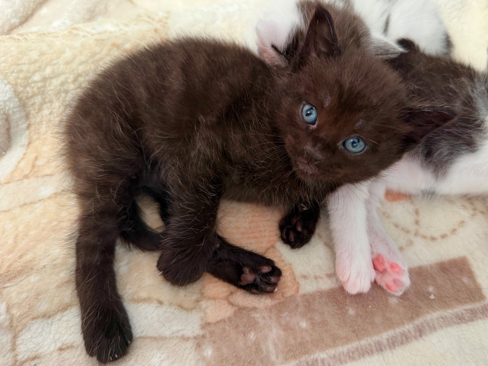 Prachtige, lieve half langharige Maine coon kruising kittens, Meerdere dieren, Ontwormd, 0 tot 2 jaar