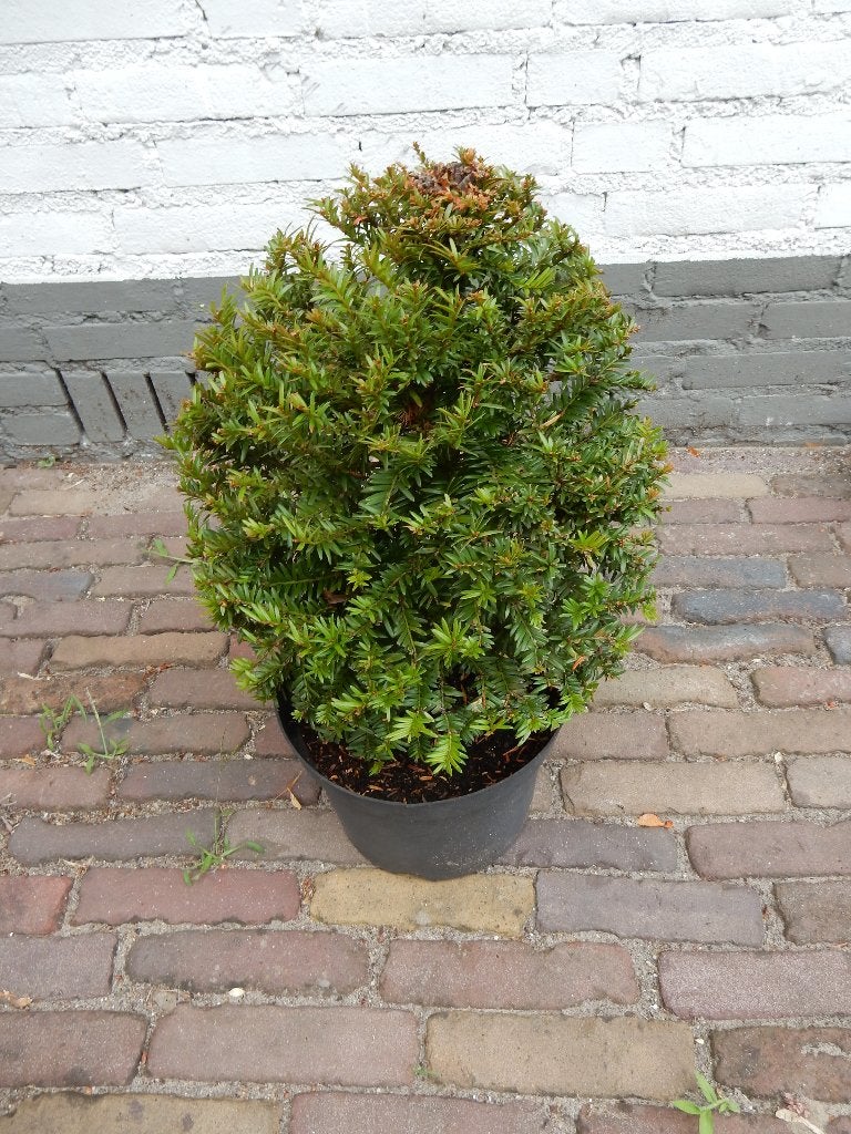 TAXUSBOL, Tuin en Terras, Planten | Tuinplanten, Vaste plant, Halfschaduw, Lente, Ophalen