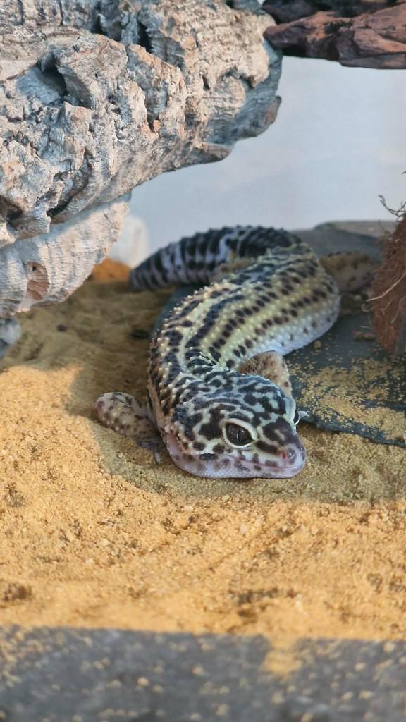 Luipaardgekko Leopard Gecko - unknown for sale from Bartosz Kornak