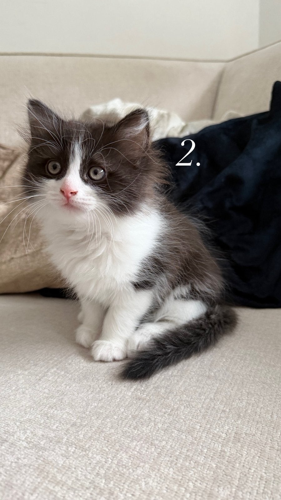 Ragdoll x Britse korthaar kitten, Meerdere dieren, Ontwormd