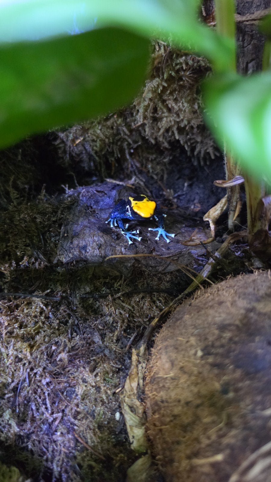 Dendrobates tinctorius brasil Frog - unknown for sale from Jeroen