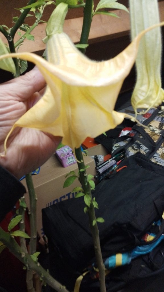 Brugmansia Geel ( moederplant.), Vaste plant, Halfschaduw, Zomer, Ophalen