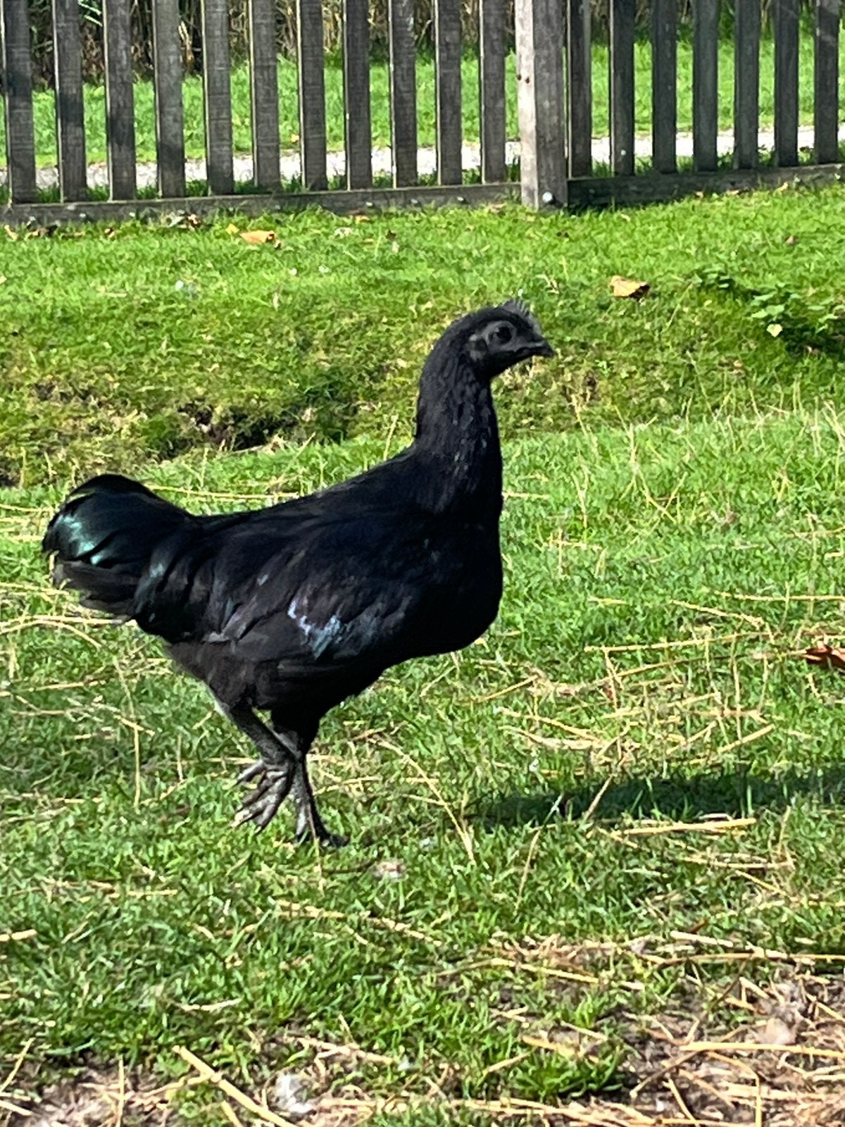 Ayam cemani haantje, Mannelijk, Kip