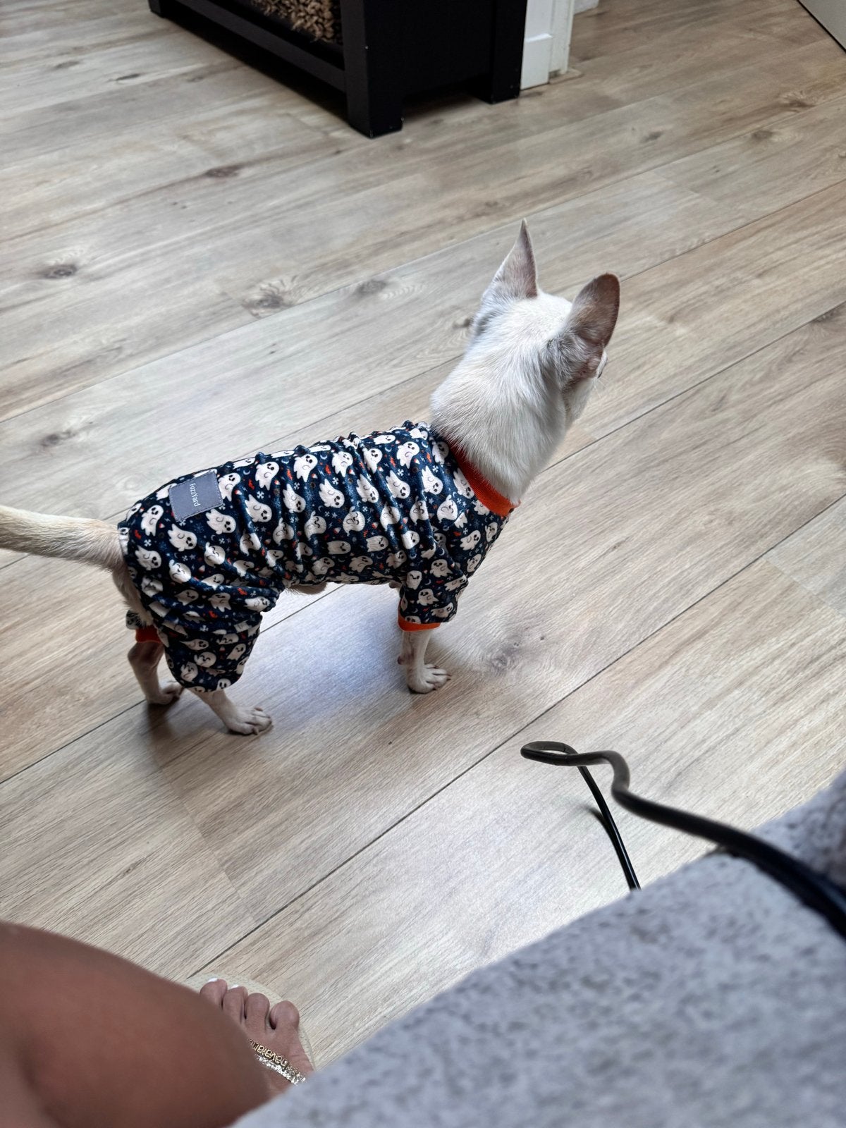 Chihuahua reu met fci stamboom, Dieren en Toebehoren, Honden | Chihuahua's en Gezelschapshonden, Parvo, Reu, Eén hond, Chihuahua