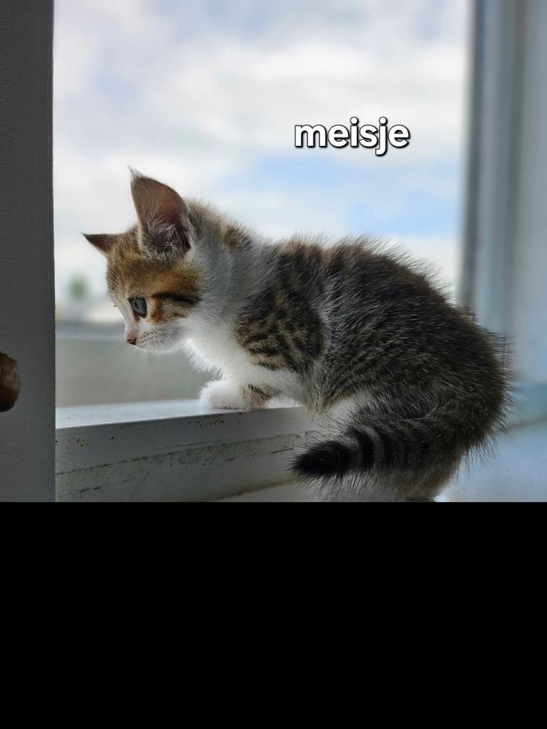 Britse Korthaar kittens., Meerdere dieren, Ontwormd, 0 tot 2 jaar
