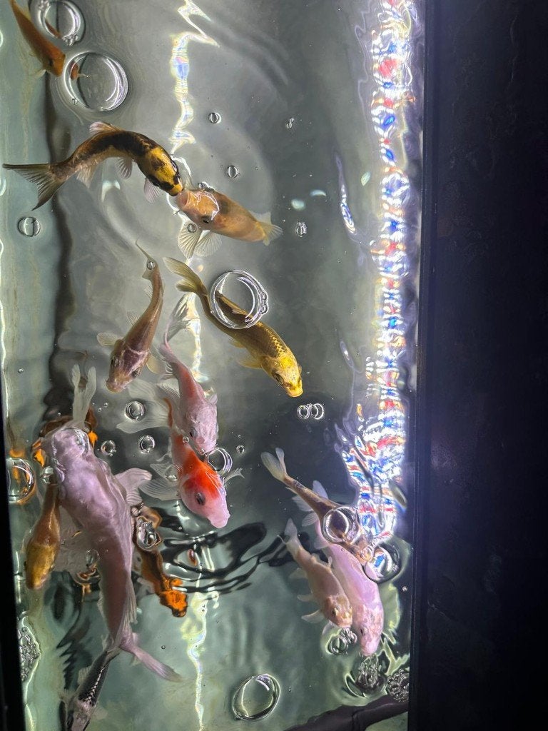 15 tal tosai (jonge koi), Karper of Koi