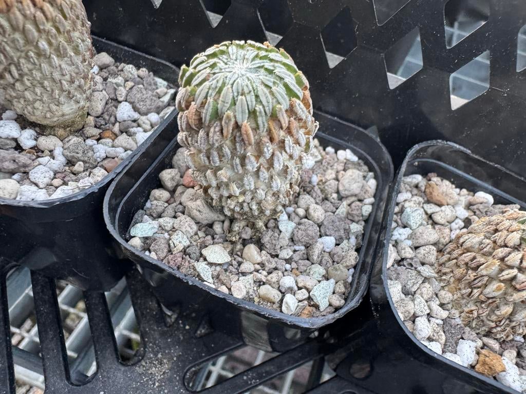 Pelecyphora aselliformis cactus, Overige soorten, Volle zon, Vaste plant, Ophalen of Verzenden
