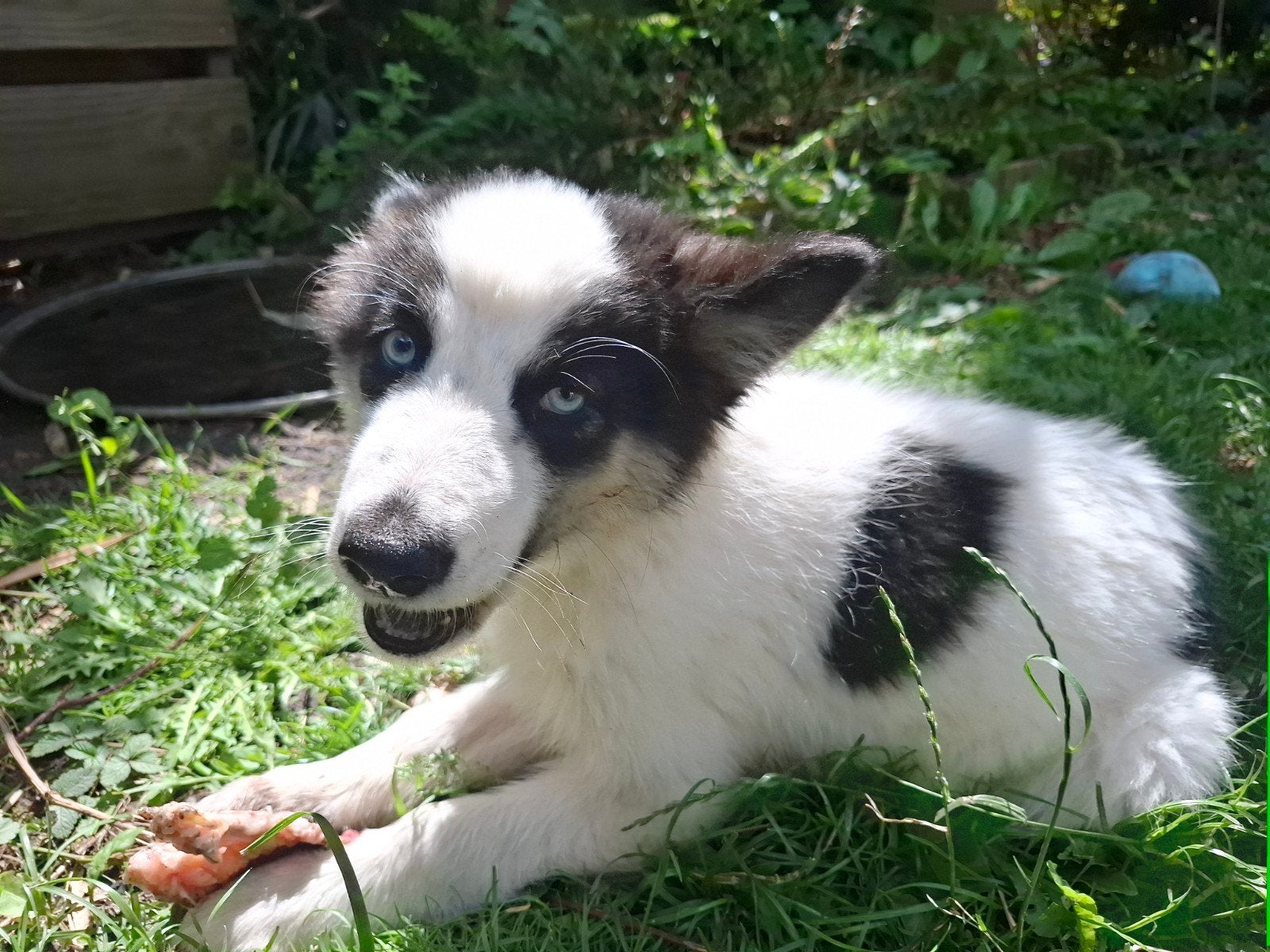 Prachtige Dutch laika pups.  Yakutian Laika, x Samojeed mix, Parvo, 8 tot 15 weken, Poolhond, Meerdere