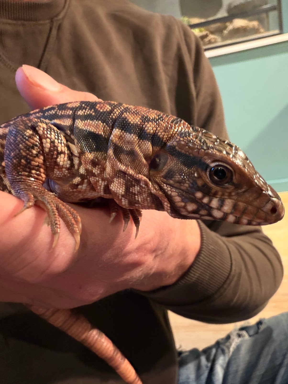 Rode Argentijnse teju, Dieren en Toebehoren, Slang, 0 tot 2 jaar