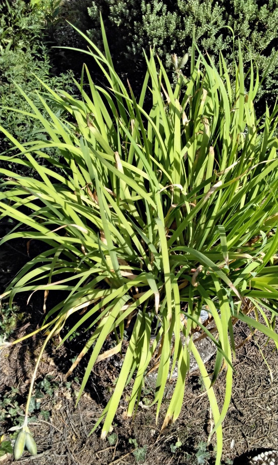 waterplant blauwe lis, Tuin en Terras, Planten | Tuinplanten, Ophalen, Vaste plant, Overige soorten, Volle zon