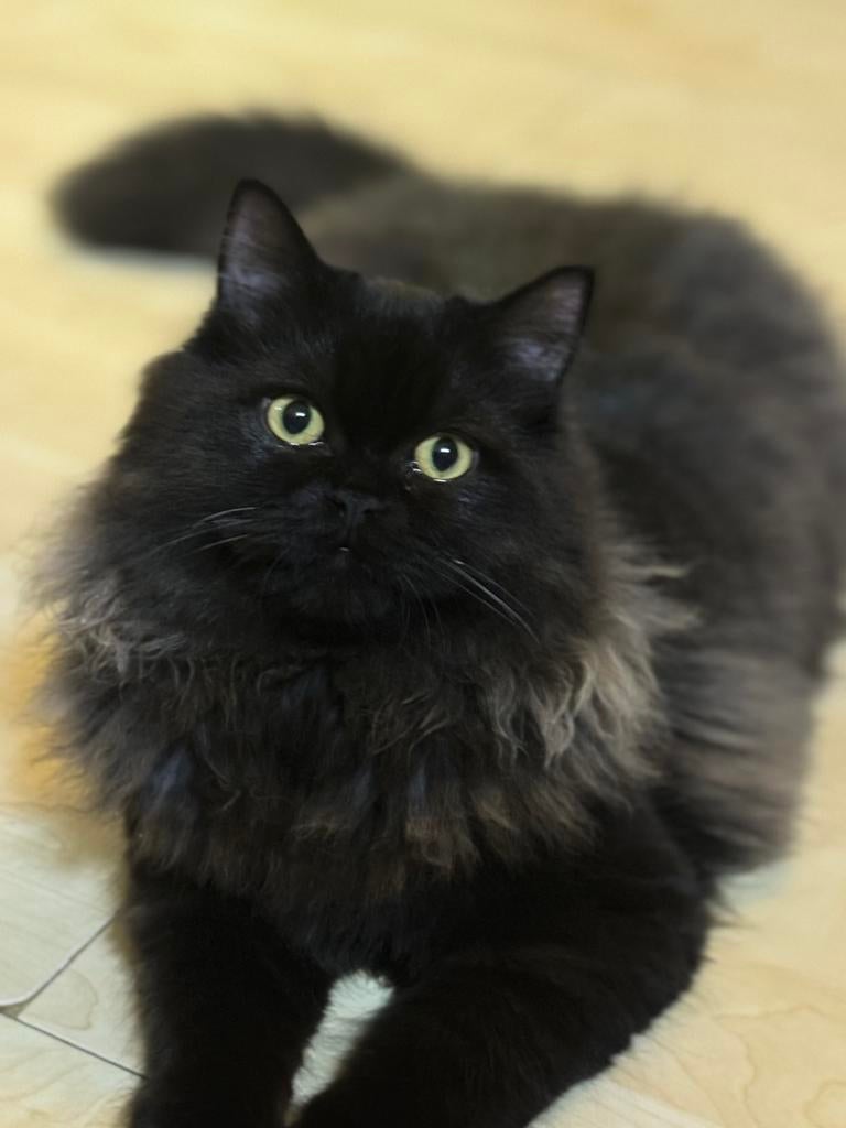 Zwarte Persian kitten ., Dieren en Toebehoren, Katten en Kittens | Raskatten | Korthaar, Kater