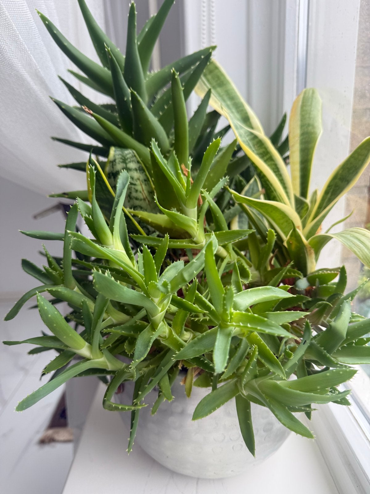 Mooie mix van vetplanten in pot, Binnen, Kunstplant, Ophalen of Verzenden, Kunststof
