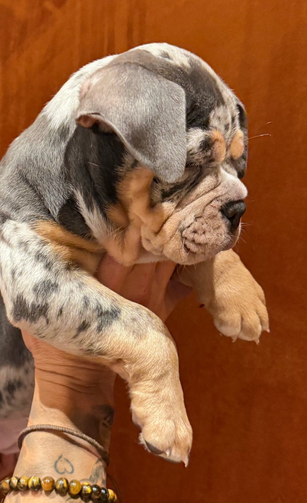 Old English bulldog teefje wegens annulering! Mag verhuizen, Dieren en Toebehoren, Teef, Bulldog, Eén hond, Nederland