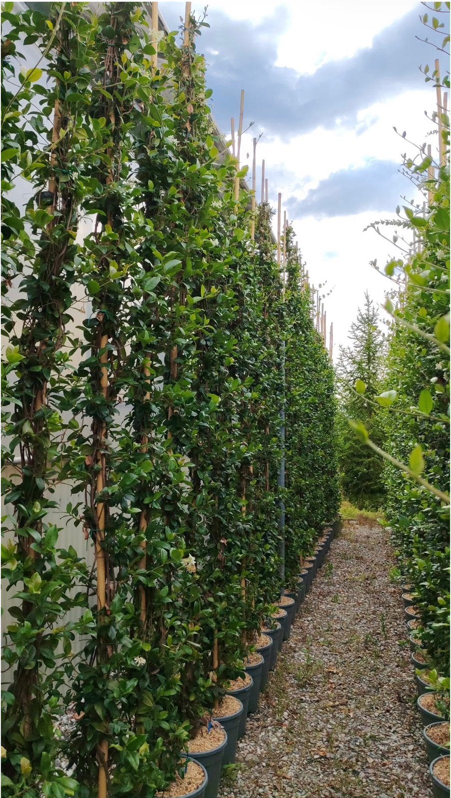 Toscaanse Jasmijn - Grote planten (250-300 cm), Volle zon, Vaste plant, Ophalen of Verzenden, Klimplanten
