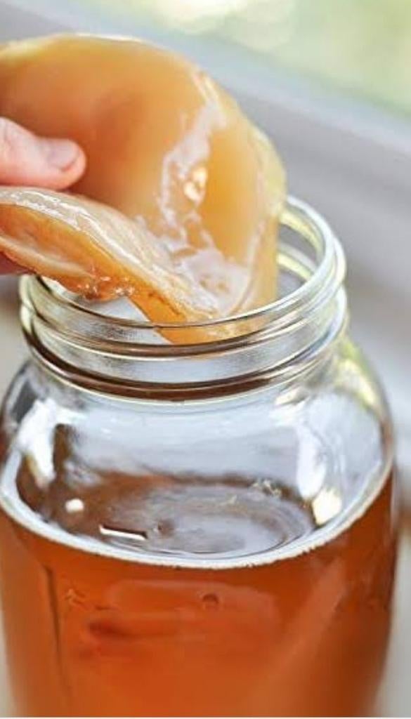 Jun scoby, Ophalen