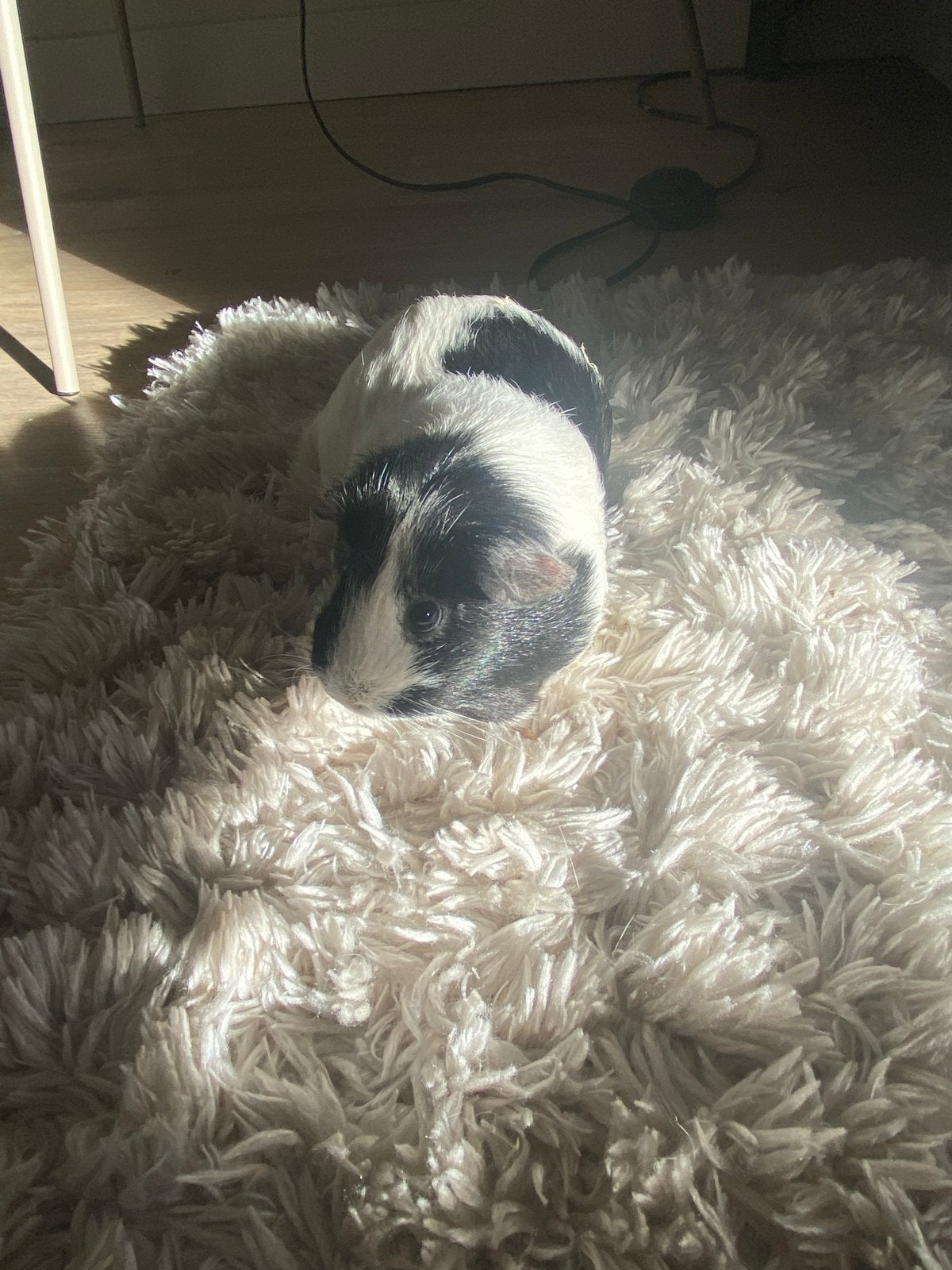 Twee lieve cavia’s, Cavia, Vrouwelijk, Mei, Tam