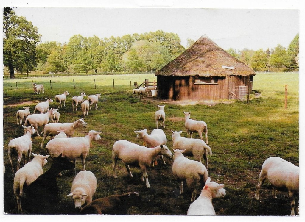 Twello Schaapskooi Gelopen Ansichtkaart ( B5990, Ophalen of Verzenden, 1980 tot heden, Gelopen