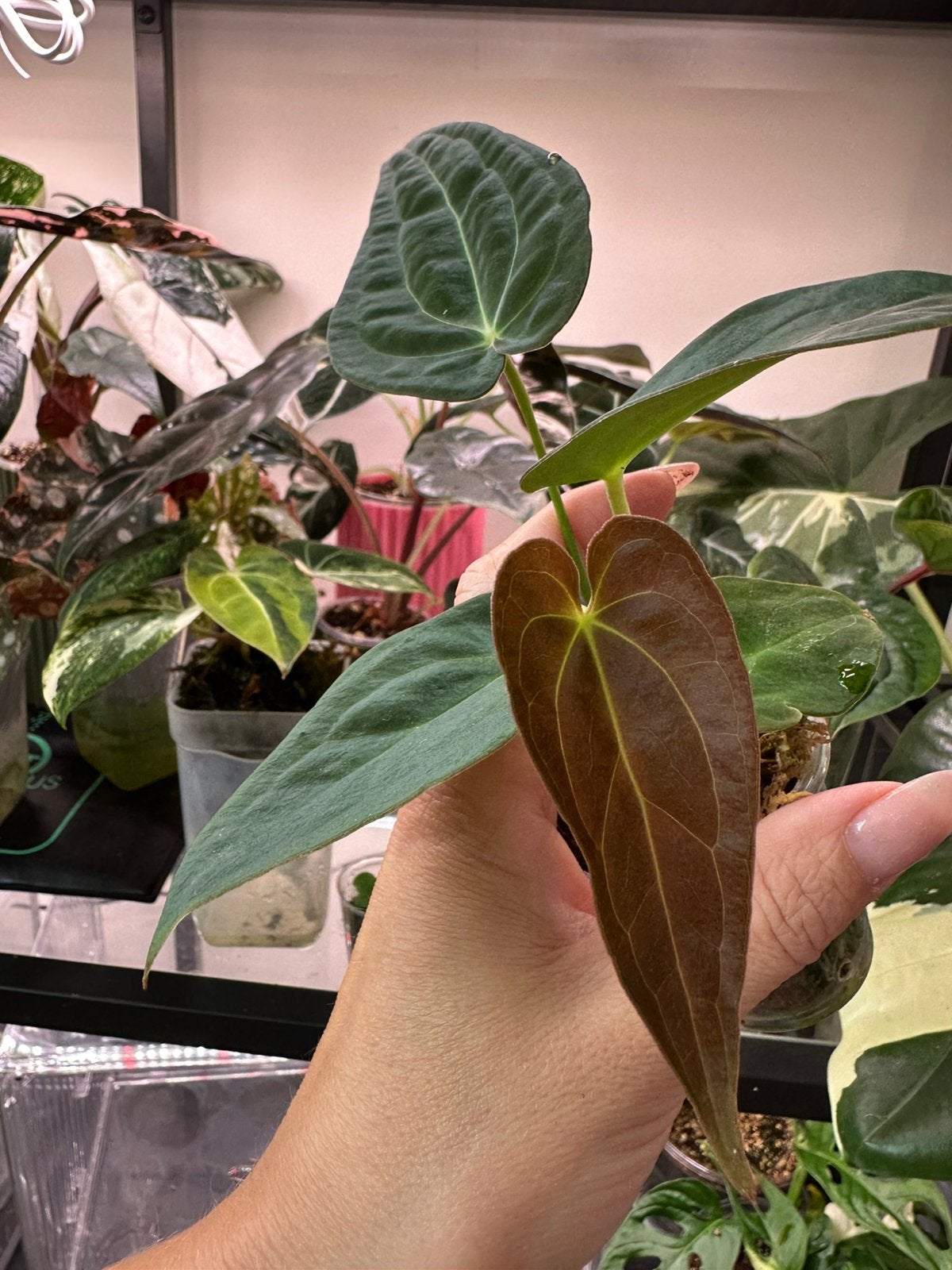 Anthurium yellow spider, Ophalen of Verzenden, Halfschaduw, Minder dan 100 cm