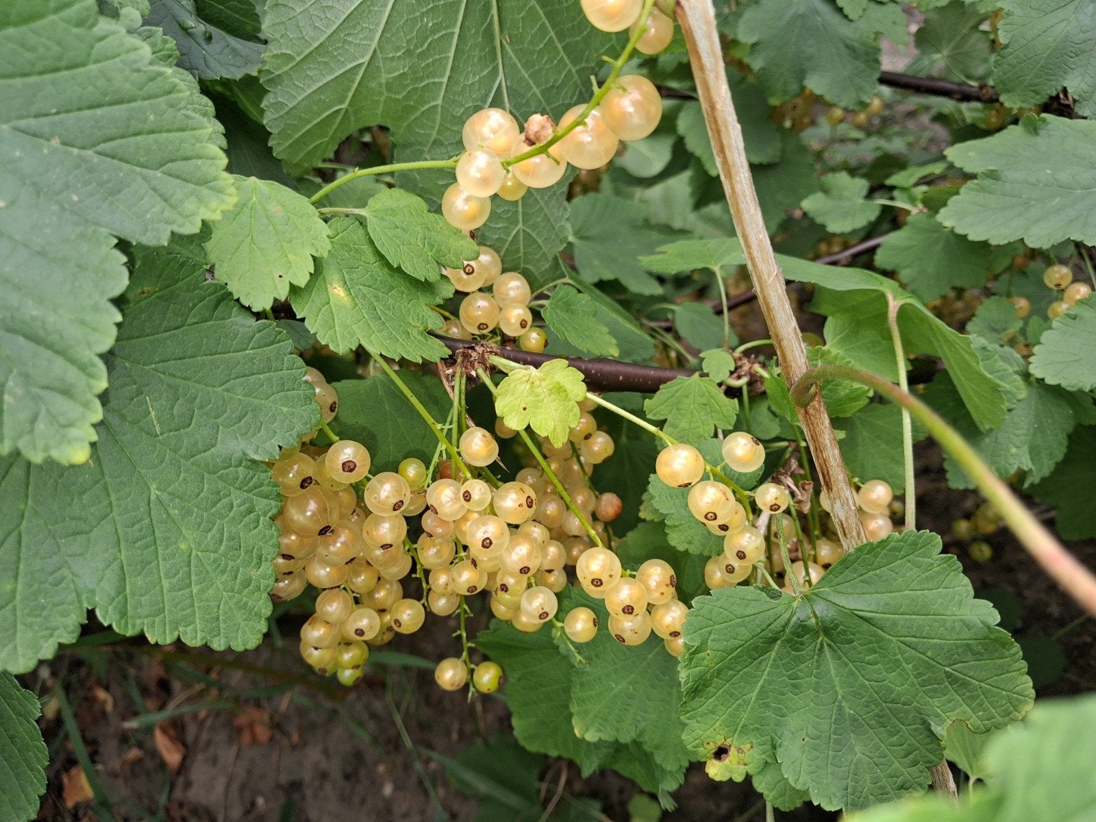 Struiken uit stek vermeerderd: Rode aalbessen, zwarte ribes,, Ophalen