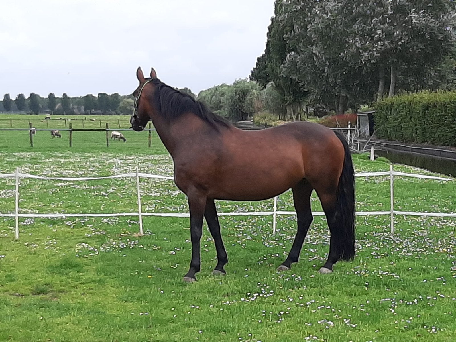 Gezocht Bijrijder/ verzorger voor 2 dagen (Mijdrecht), Dieren en Toebehoren, Ophalen, Nieuw
