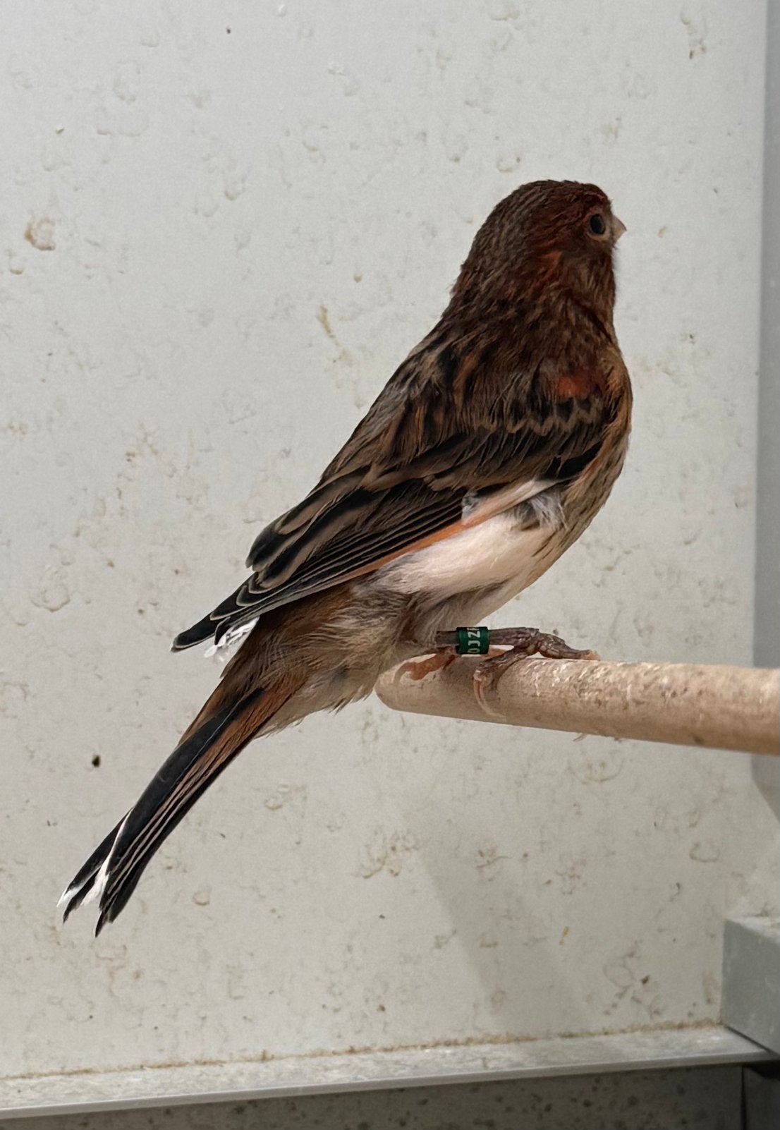 Harlekijn kanaries poppen, Dieren en Toebehoren, Vogels | Kanaries, Meerdere dieren, Postuurkanarie