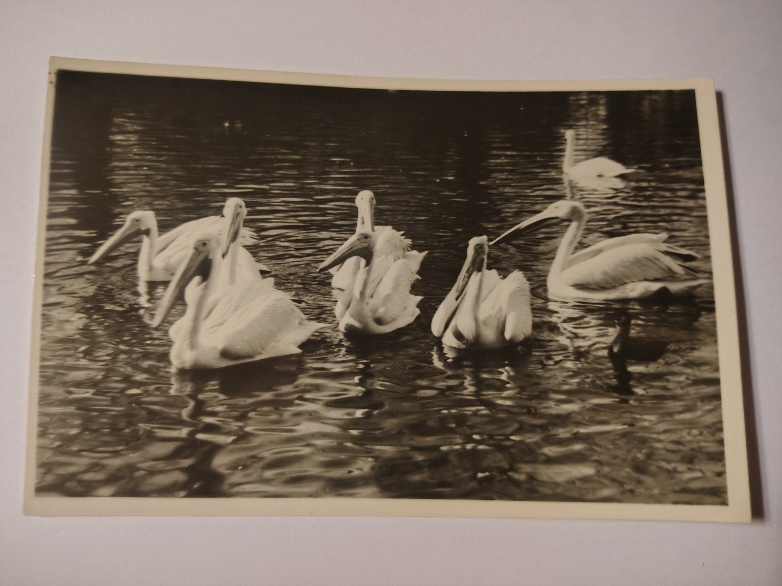 Amsterdam Pelikanen in "Artis", Verzamelen, Ophalen of Verzenden, Noord-Holland