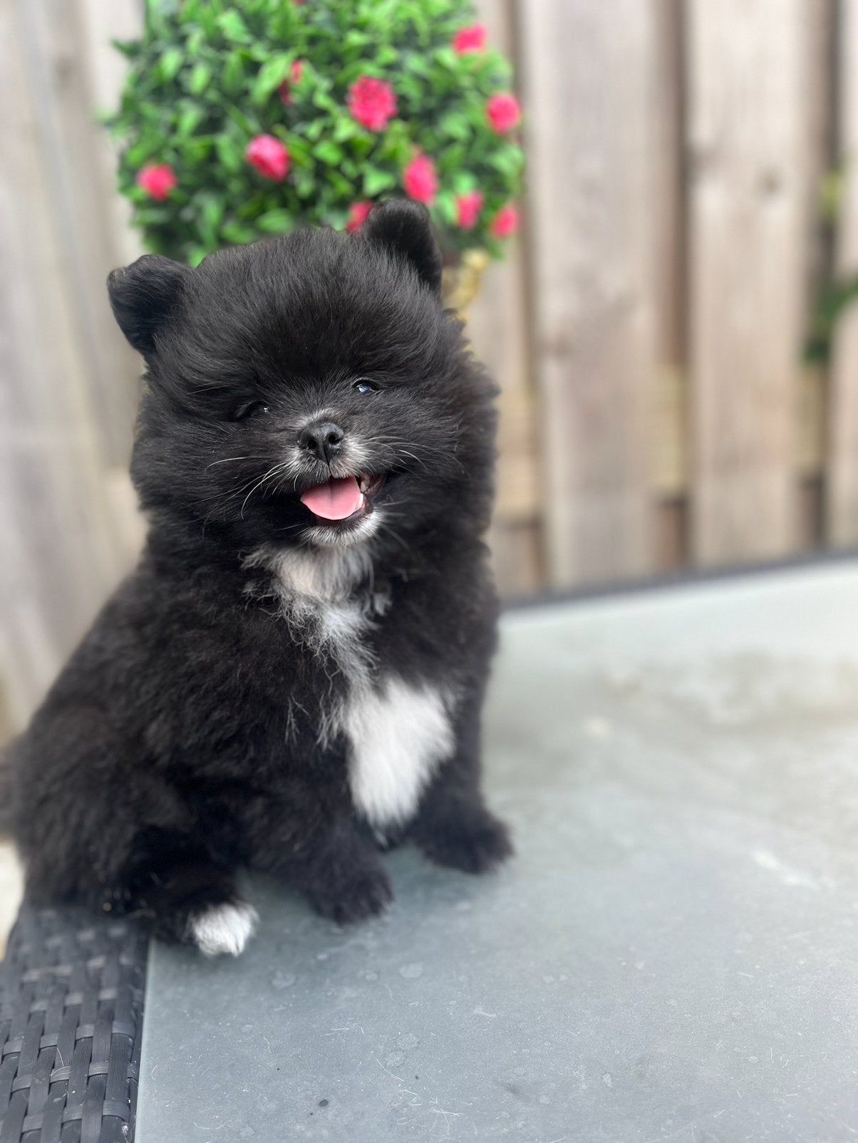 Pomeriaan pups, Dieren en Toebehoren, Overige rassen, 8 tot 15 weken, Parvo, Meerdere