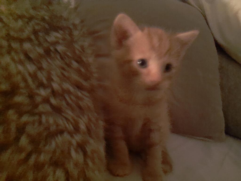 2 lieve kittens zoeken een nieuw thuis, Dieren en Toebehoren, Katten en Kittens | Overige Katten, Kater