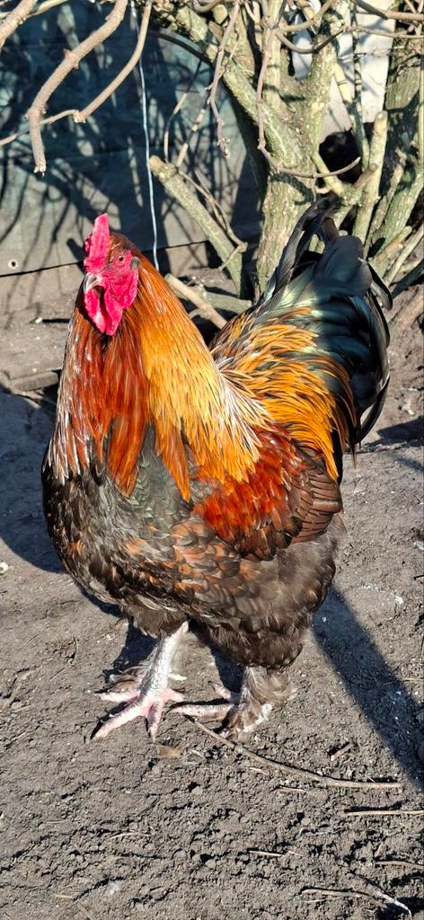 Te koop prachtige mooie Haan, Dieren en Toebehoren, Pluimvee, Mannelijk, Kip