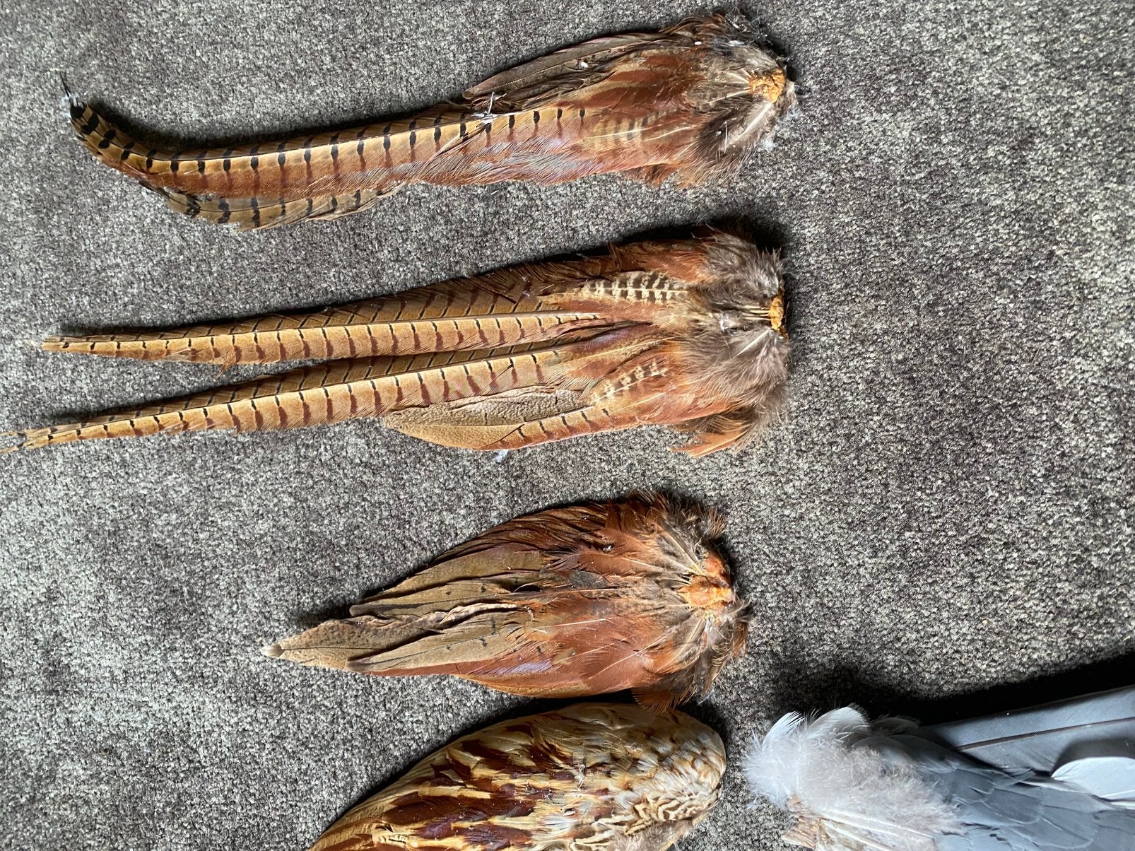 Vleugsl van fazant, groene specht, en duif + vele veren., Verzenden, Zo goed als nieuw, Vogel, Overige typen