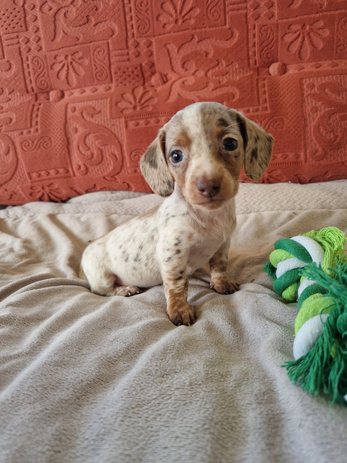 Piebald teckel pups dwerg korthaar., Dieren en Toebehoren, CDV (hondenziekte), 8 tot 15 weken, Korthaar, Dwerg