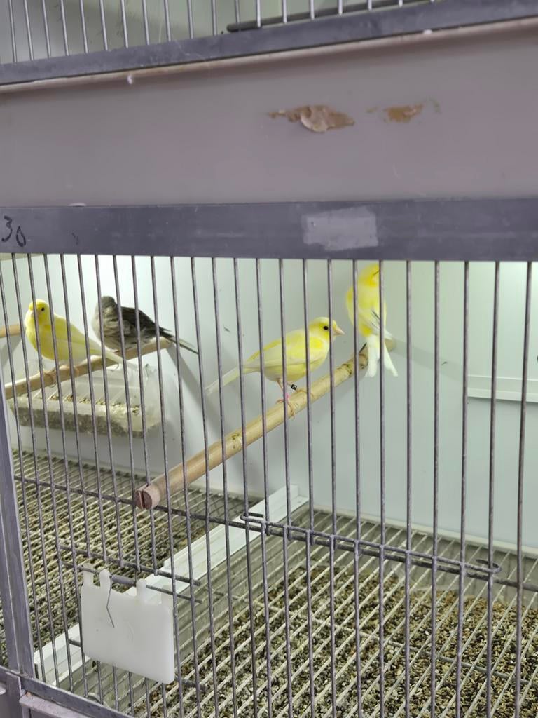 Raza espagnol, Vrouwelijk, Kleurkanarie