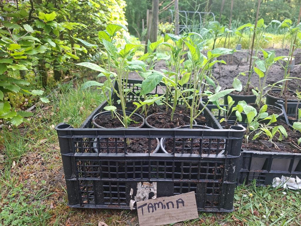 Biologische tomatenplanten, diverse rassen, Ophalen, Volle zon, Groenteplanten, Eenjarig
