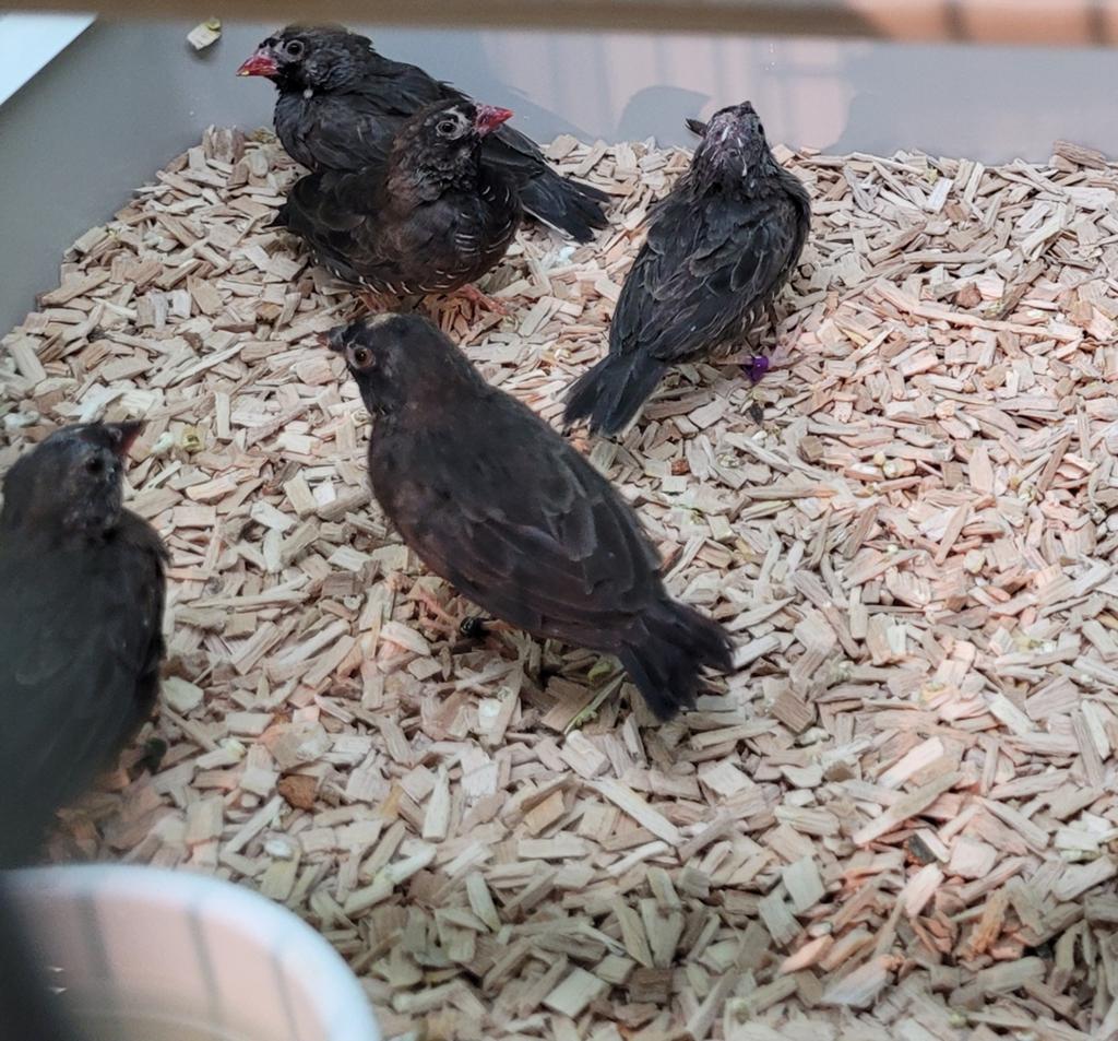 Diverse koppels patrijsastrildes van 2025., Dieren en Toebehoren, Meerdere dieren