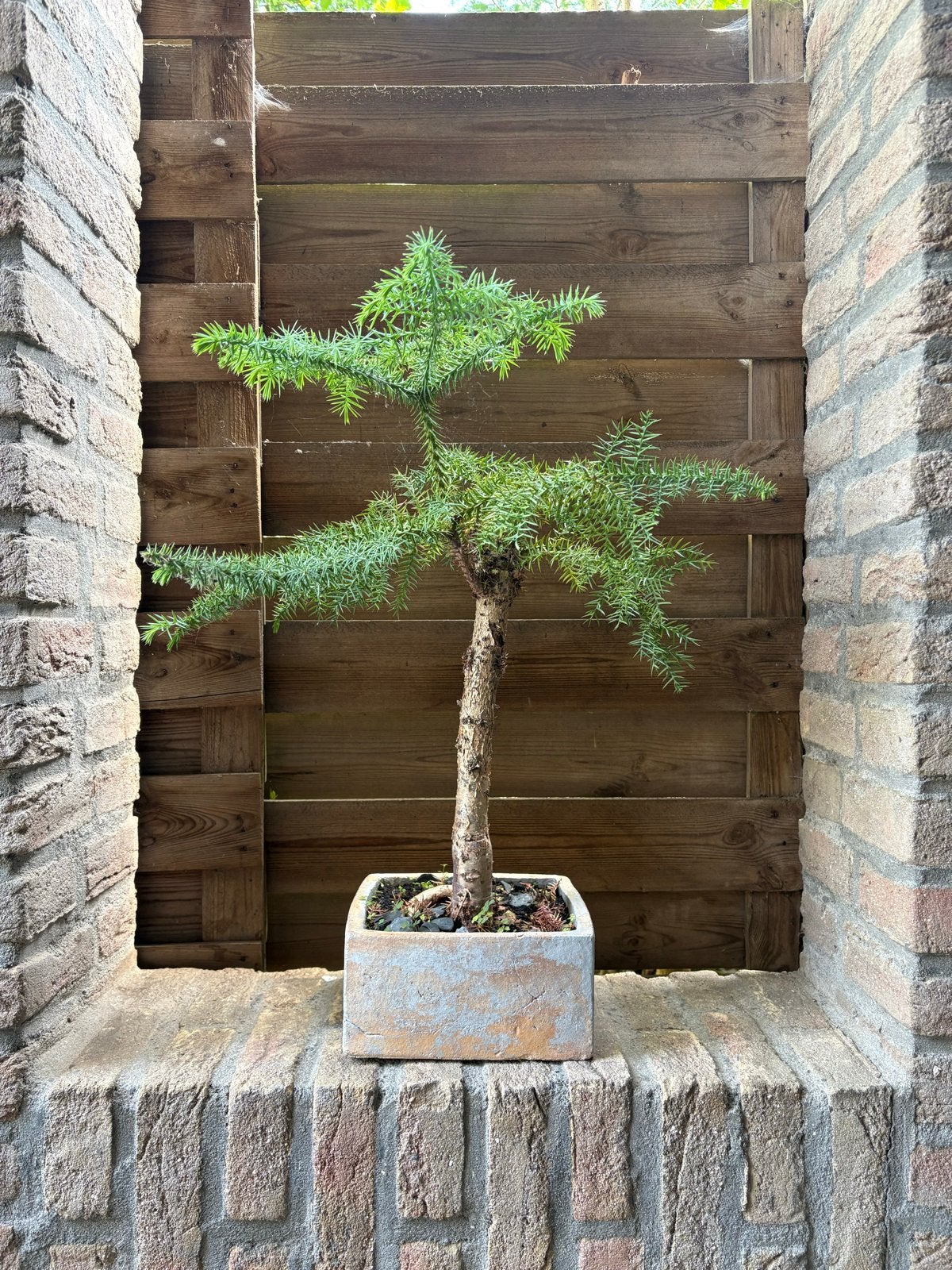 Diverse pré bonsai projecten - Doe een goed bod!, Tuin en Terras, Ophalen, Overige soorten, Volle zon