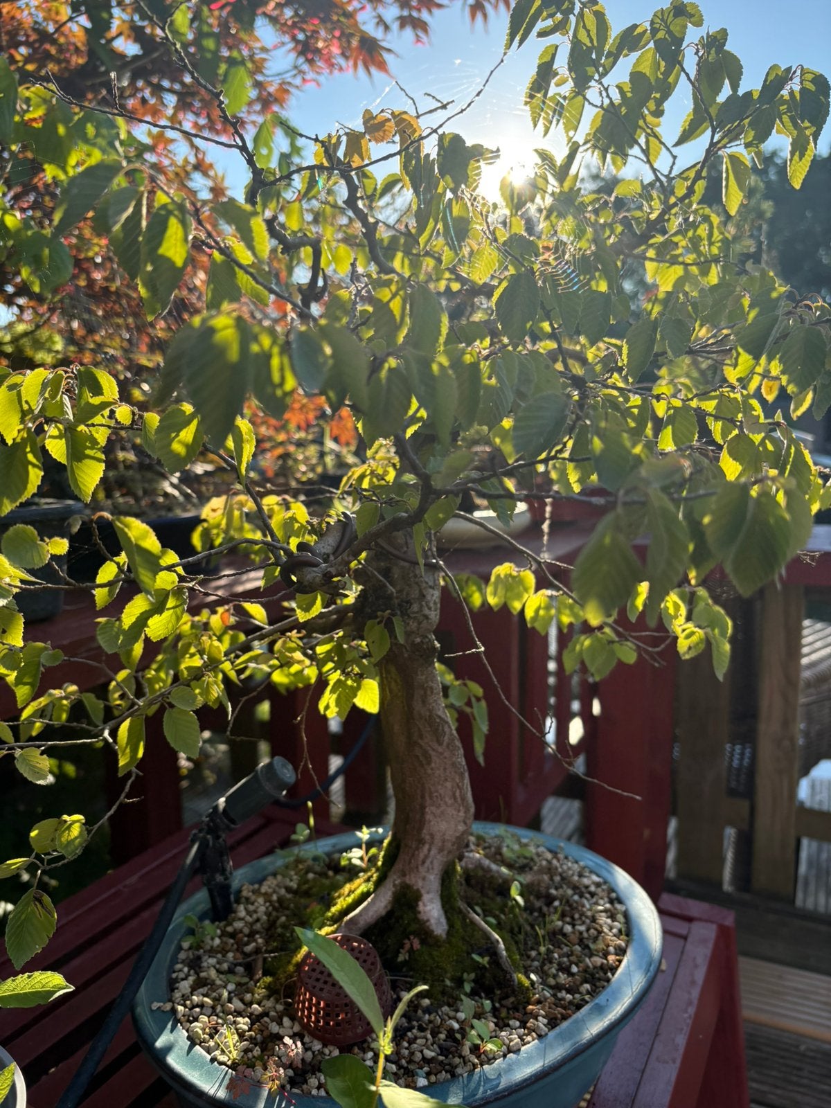 Carpinus Coreana Bonsai, Ophalen, Bloeit niet, Halfschaduw, Overige soorten