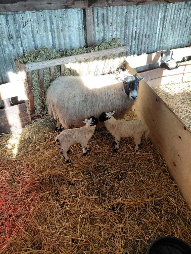 Te koop zuivere scottisch blackface ooi en 3 lammeren, Dieren en Toebehoren, Meerdere dieren, Schaap