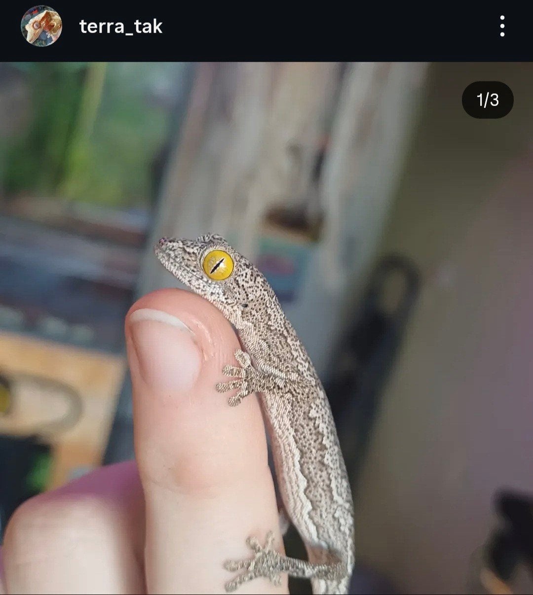 Koppel Strophurus rankini, Dieren en Toebehoren