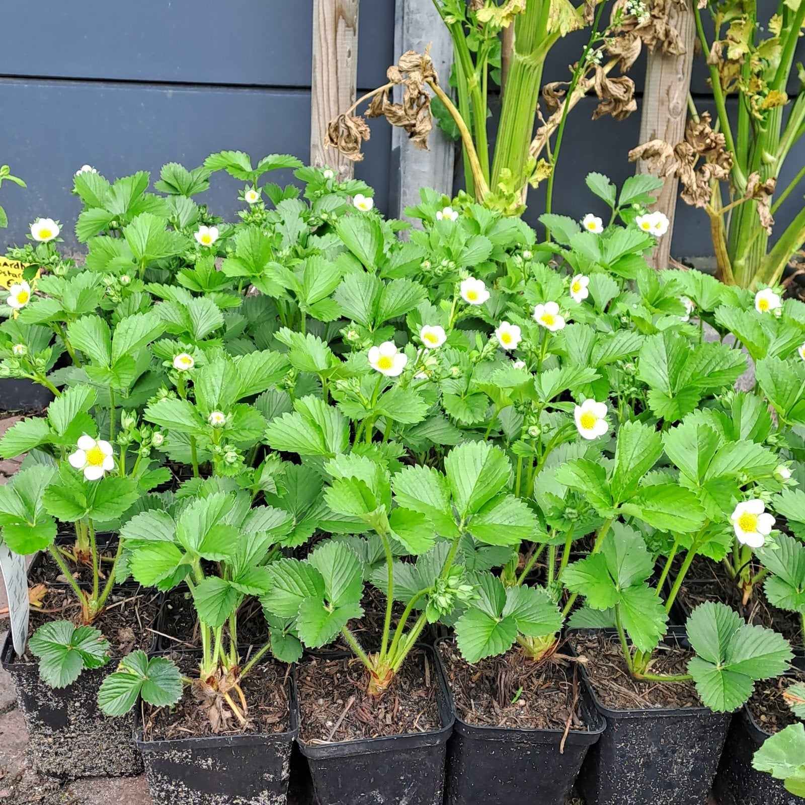 Aardbeiplanten, Korona (zoet!), Ophalen of Verzenden
