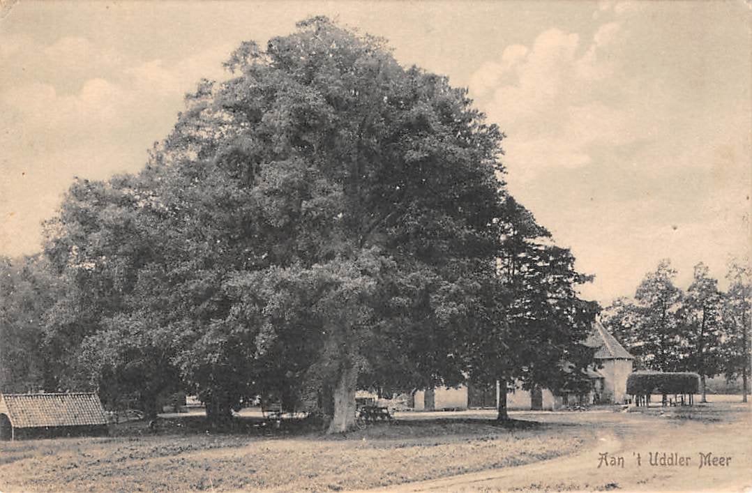 Uddel 'Aan 't Uddeler Meer' met boom Gelderland Veluwe, Verzamelen, Ophalen of Verzenden, Voor 1920, Gelopen, Gelderland