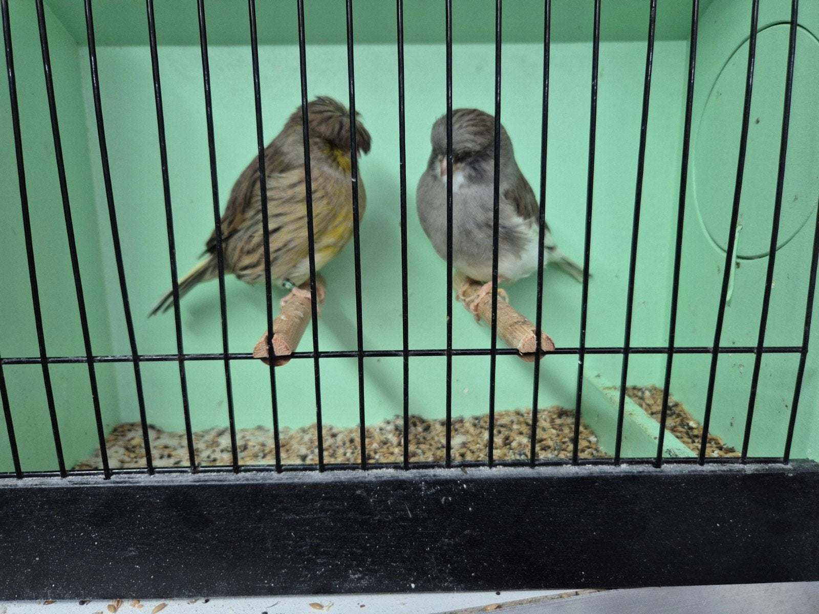 gloster kanaries, Dieren en Toebehoren, Meerdere dieren, Postuurkanarie