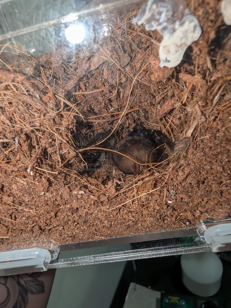 Bumba horrida, Dieren en Toebehoren