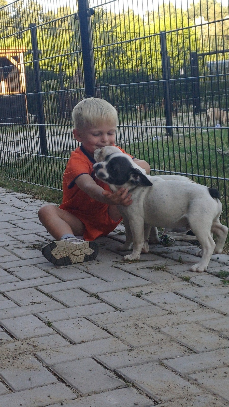 Franse bulldog pups bont blauw wit crème isabel, Dieren en Toebehoren, Particulier, 15 weken tot 1 jaar, Buitenland, Bulldog