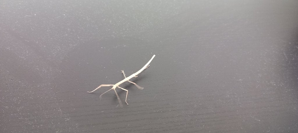 Wandelende takken, Dieren en Toebehoren, Insecten en Spinnen, Wandelende tak