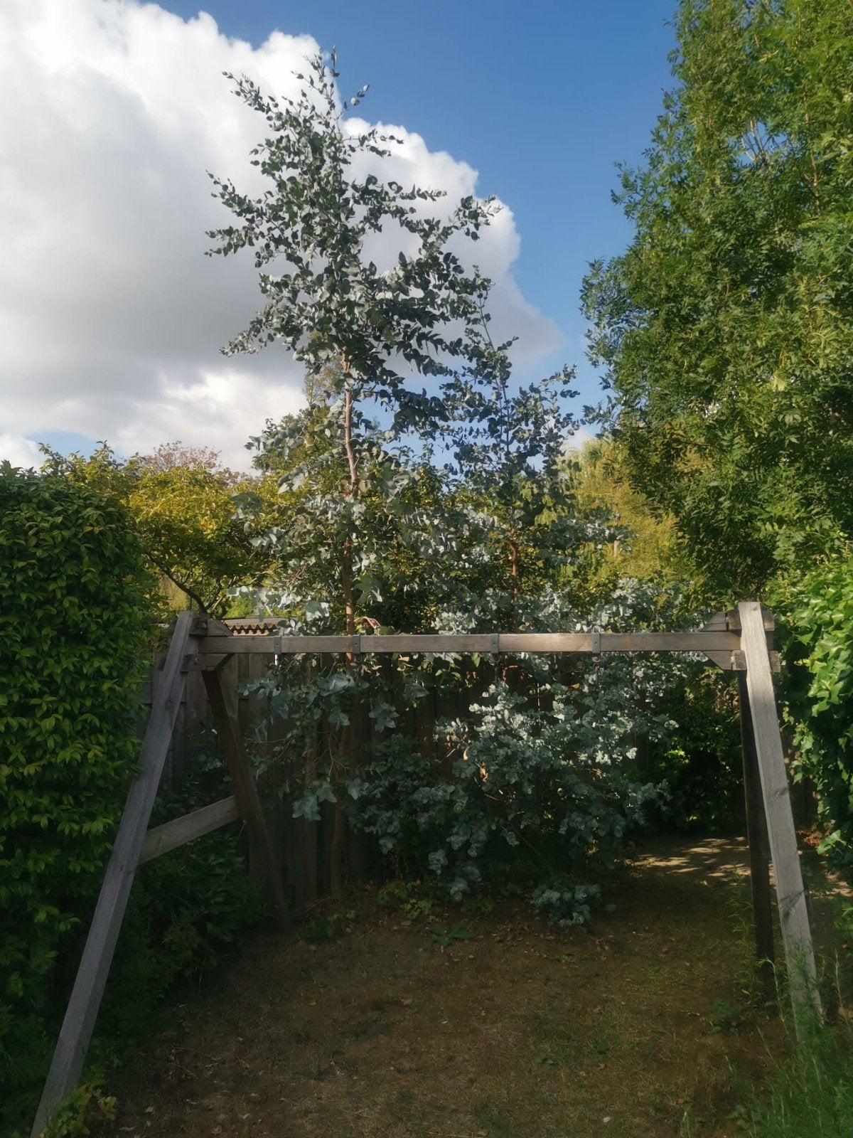 Twee volgroeide gezond eucalyptus bomen van 4-5 meter hoog, Ophalen, Volle zon, Overige soorten