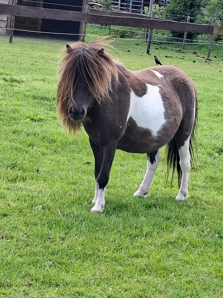 Mooie nmprs merrie, Dieren en Toebehoren, Pony's, Merrie, A pony (tot 1.17m)