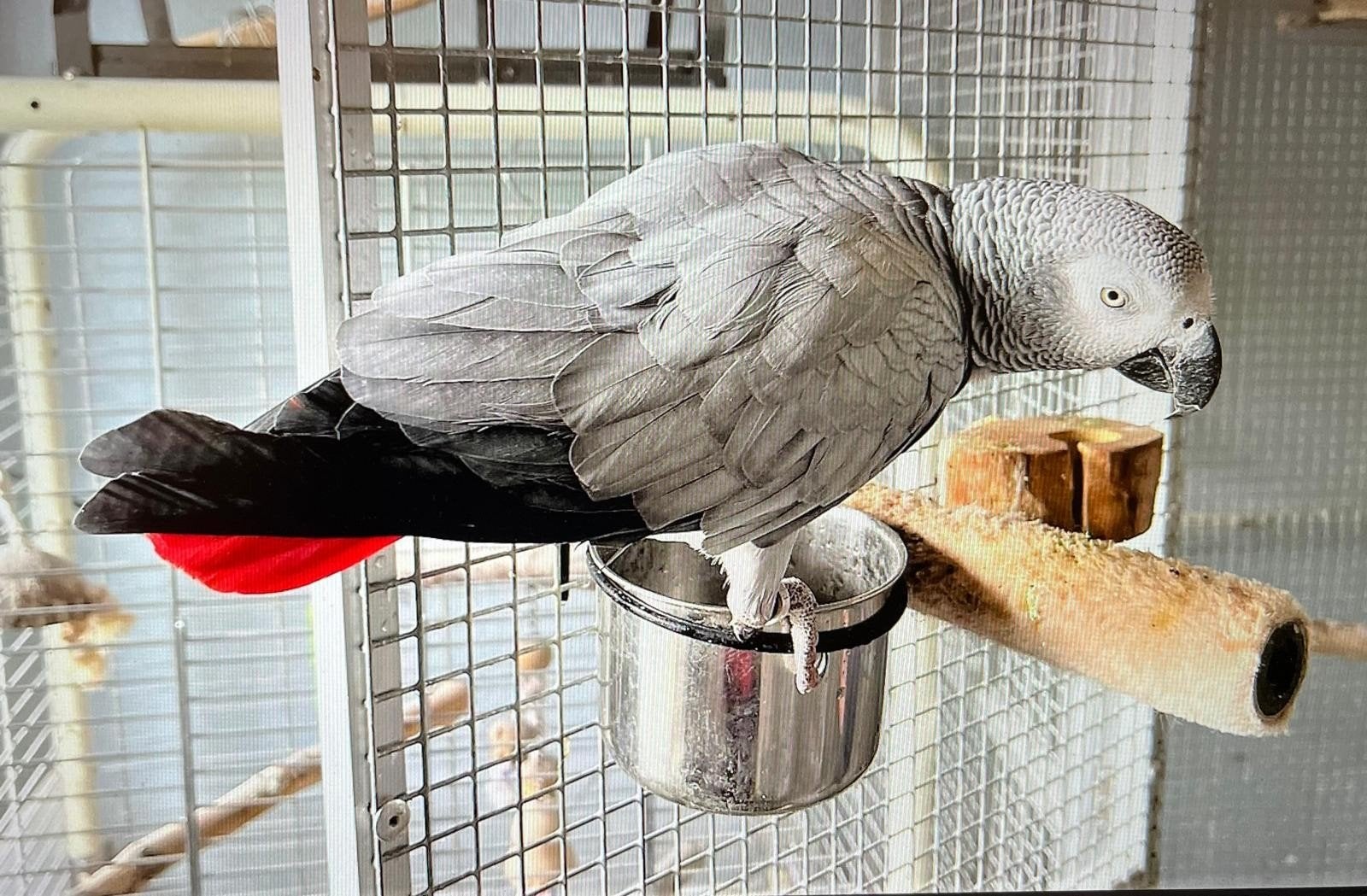 goed huisje gezocht, Meerdere dieren