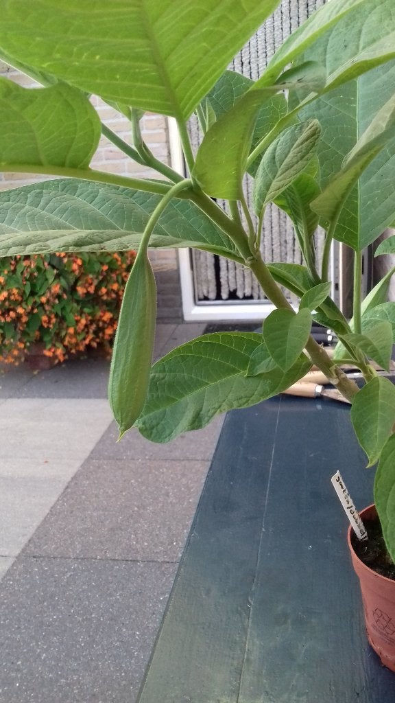 Brugmansia ( dubbelbloemig ), Tuin en Terras, Ophalen, Zomer, Overige soorten, Volle zon