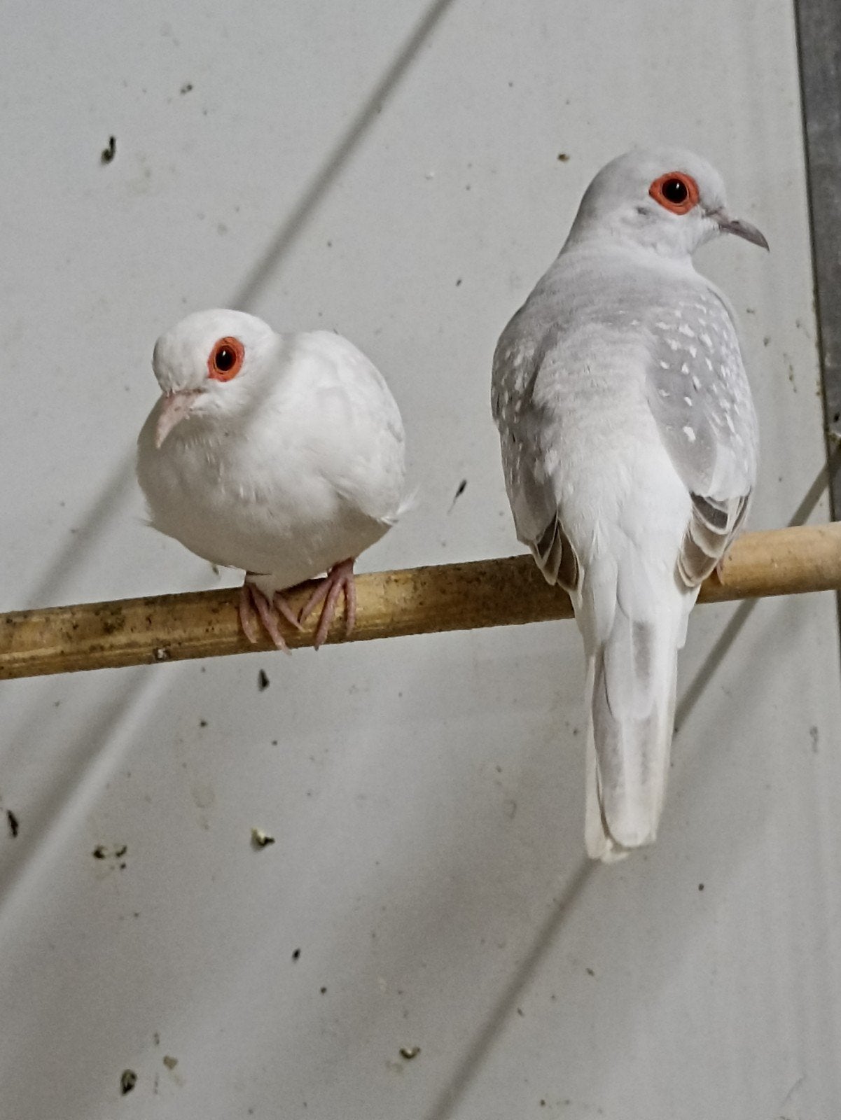2 diamantduiven te koop, Dieren en Toebehoren, Geslacht onbekend